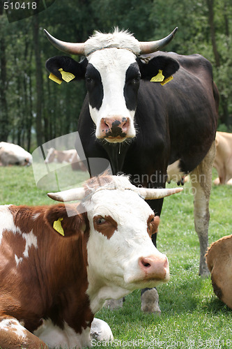 Image of cows 