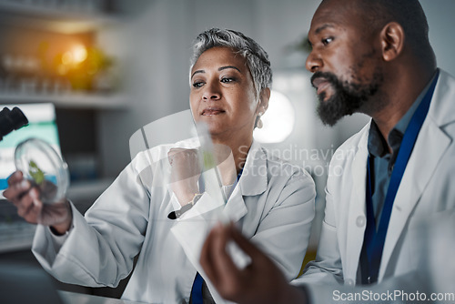 Image of Science team, woman and plants in petri dish for black man, analysis or lab research for future food security. Mature scientist expert, group or focus on laboratory study for agriculture innovation