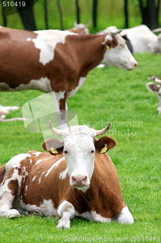 Image of cows 