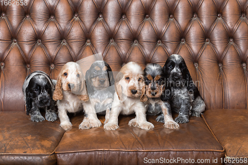 Image of small purebred English Cocker Spaniel puppy