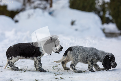 Image of cute baby of dog English Cocker Spaniel puppy