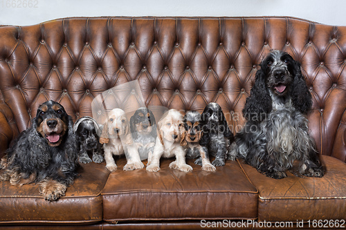 Image of family of English Cocker Spaniel with small puppy