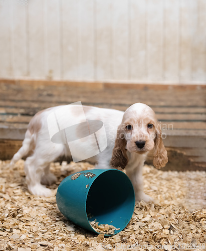 Image of small purebred English Cocker Spaniel puppy