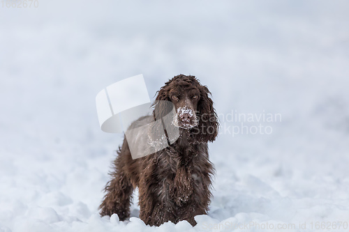 Image of english cocker spaniel dog in snow winter