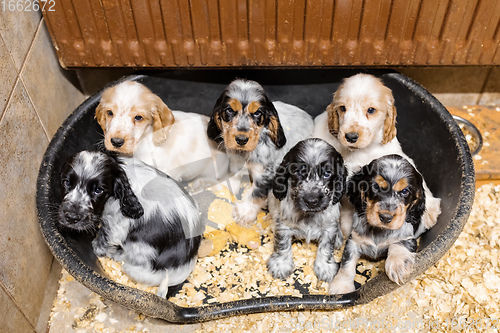 Image of small purebred English Cocker Spaniel puppy