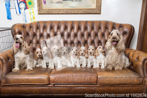 Image of family of English Cocker Spaniel with small puppy