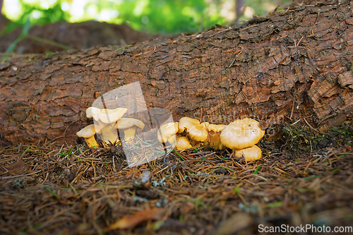 Image of chanterelle mushroom growing in the woods
