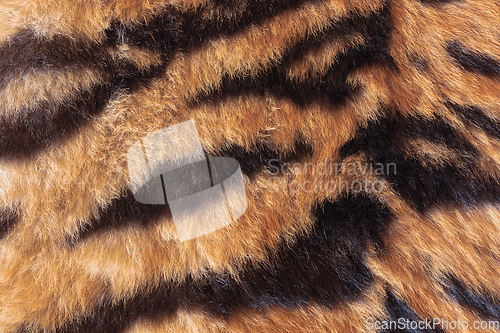 Image of detail of real tiger fur