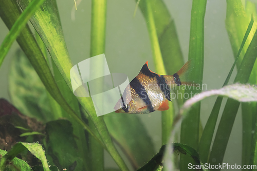 Image of tiger barb in planted tank