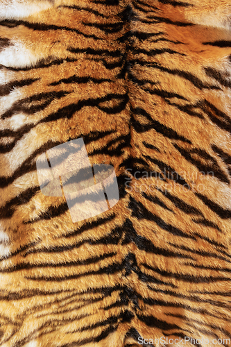 Image of tiger fur beautiful backdrop