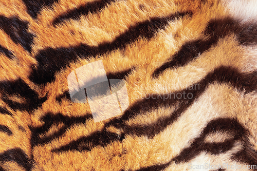 Image of tiger pelt detail