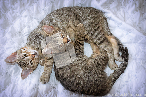 Image of two cute kittens