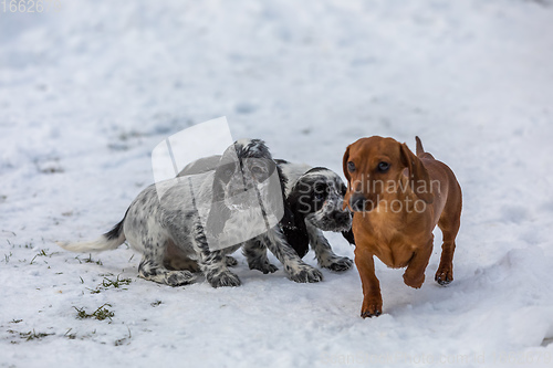 Image of cute baby of dog English Cocker Spaniel puppy