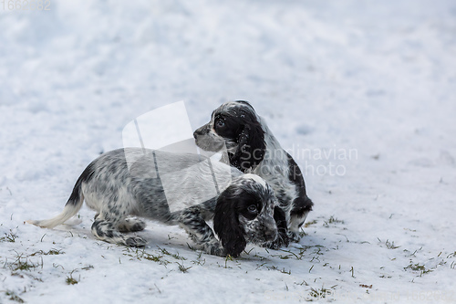 Image of cute baby of dog English Cocker Spaniel puppy