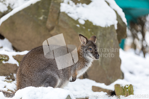 Image of Red-necked Wallaby in snowy winter