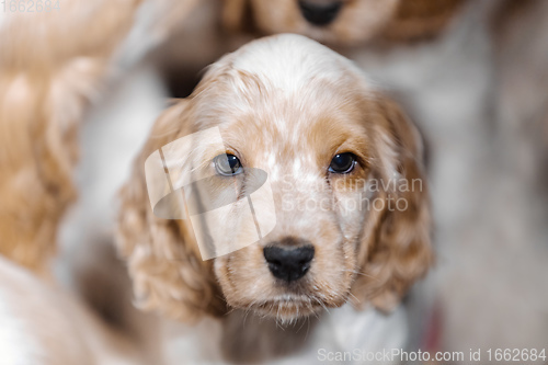 Image of small purebred English Cocker Spaniel puppy