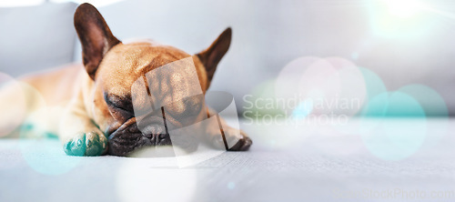 Image of Lazy, cute and sleeping dog relax, tired and a puppy in home or house floor with mockup space. Animal, pet or french bulldog is calm and resting on cozy carpet dreaming with lens flare indoors