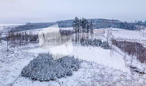 Image of Aerial view of spruce tree in deforested landscape