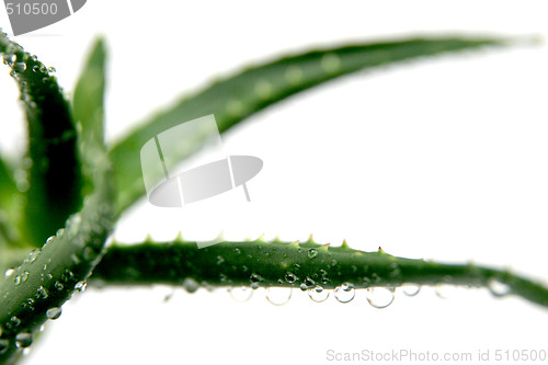 Image of aloe vera