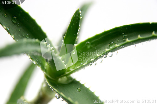 Image of aloe vera