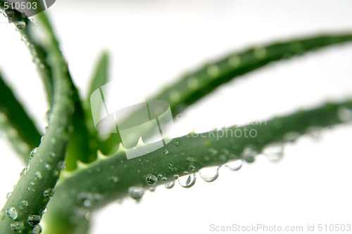 Image of aloe vera