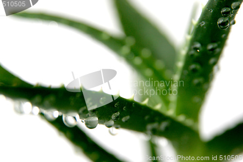 Image of aloe vera