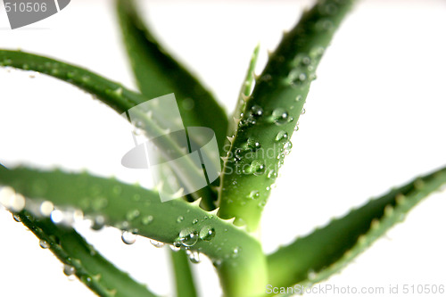 Image of aloe vera