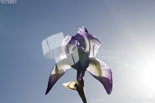 Image of purple iris flower