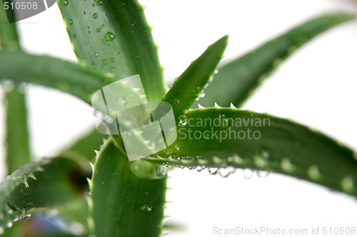 Image of aloe vera