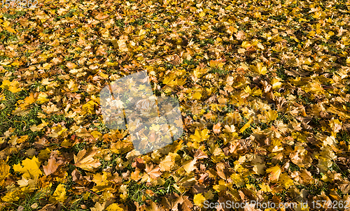 Image of autumn natural