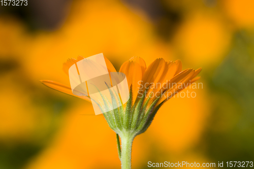 Image of orange calendula flowers