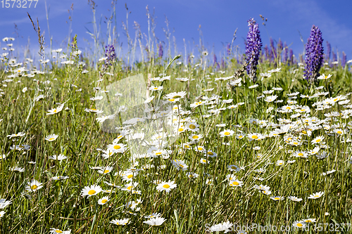 Image of chamomile field