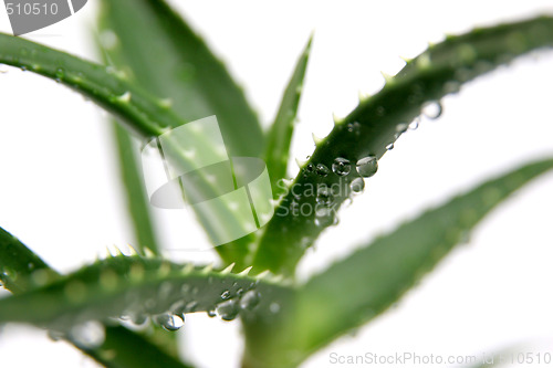 Image of aloe vera