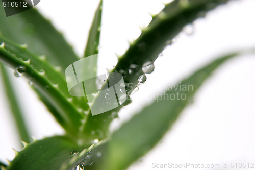 Image of aloe vera