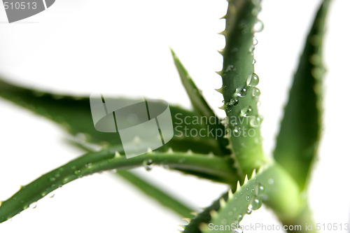 Image of aloe vera