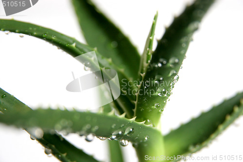 Image of aloe vera