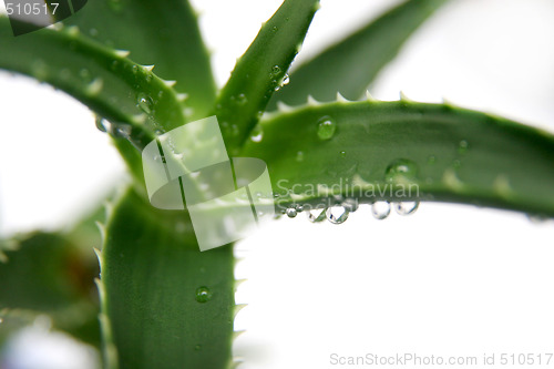 Image of aloe vera