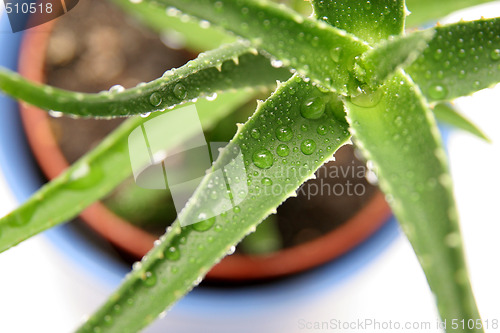 Image of aloe vera