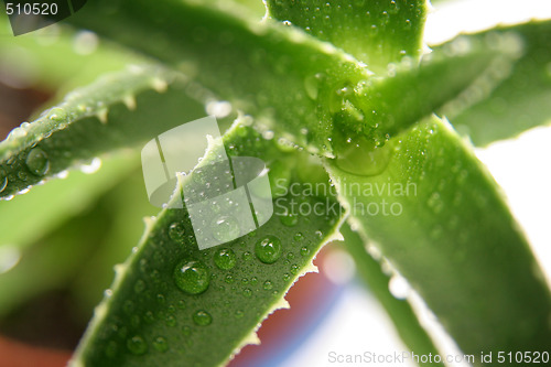 Image of aloe vera