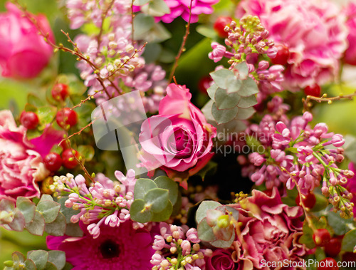 Image of Roses, outdoor and morning in garden with closeup for growth, color and plants for valentines day gift. Flowers, leaves and sustainable gardening for beauty, bouquet or spring floral bush in nature