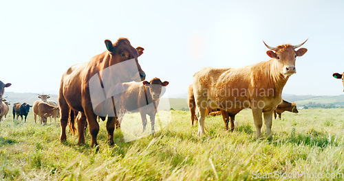 Image of Farm, nature and cow field in countryside with peaceful animals eating and relaxed in sunshine. Livestock, farming and cattle for South Africa agriculture with green grass in pasture landscape.