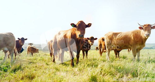 Image of Farm, nature and cow field in countryside with peaceful animals eating and relaxed in sunshine. Livestock, farming and cattle for South Africa agriculture with green grass in pasture landscape.