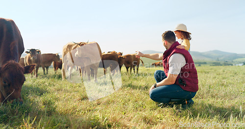 Image of Farm, family and cattle with a girl, mother and father walking on a field for agriculture or sustainability farming. Farmer, love and parents with a daughter on a grass meadow with cows on a ranch