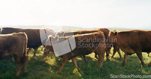 Image of Farm, nature and cow field in countryside with peaceful animals eating and relaxed in sunshine. Livestock, farming and cattle for South Africa agriculture with green grass in pasture landscape.