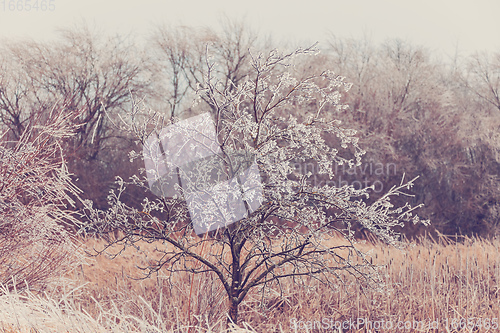 Image of Iced tree and shrubs in a winter