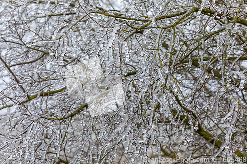 Image of Iced twigs and branches of tree