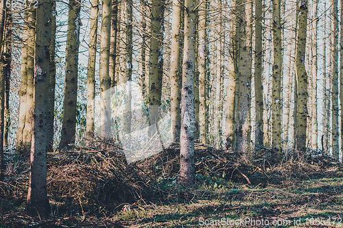 Image of Spruce Trunks In A Mossy Forest