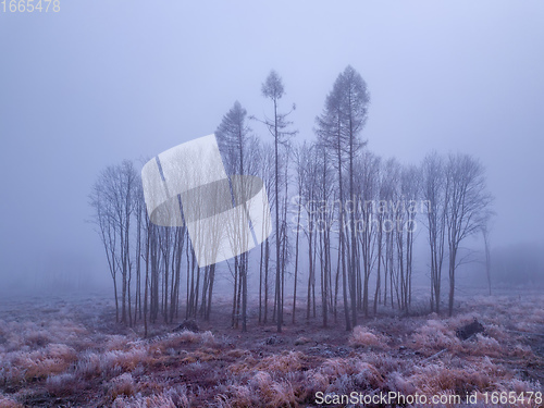 Image of tree in deforested landscape , mystical winter
