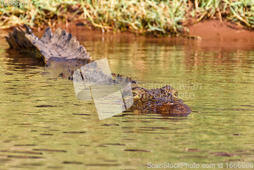 Image of Nile Crocodile in Chobe river, Botswana