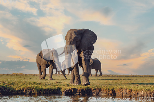 Image of African Elephant in Chobe National Park